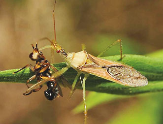 assassin bug graphic